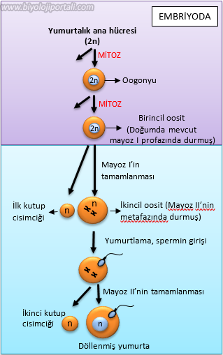 İnsanların dişilerinde meydana gelen oogenez